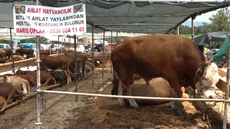 İzmir’de kurban pazarında durgunluk var