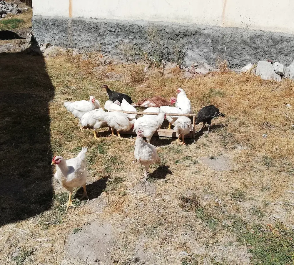 Sivas'ta ayılar köyü bastı ondört tavuk telef oldu