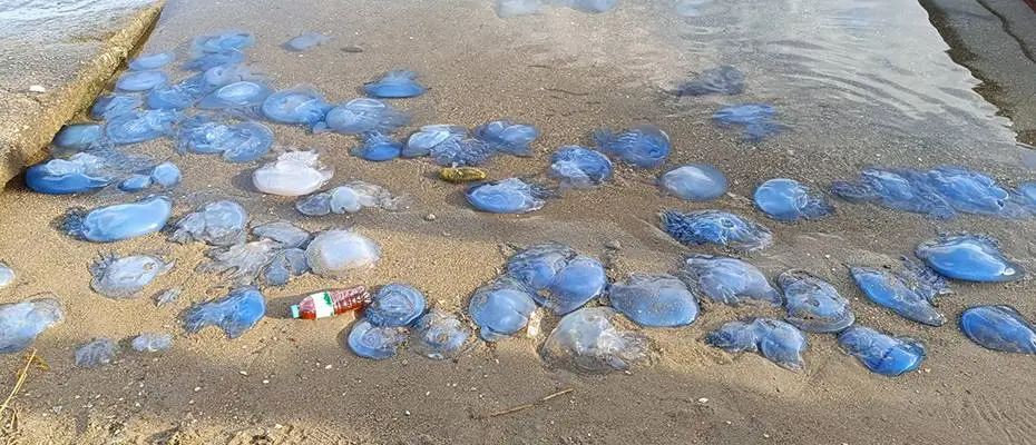 Turizme Denizanası Darbesi