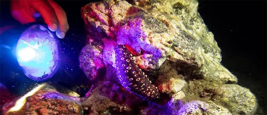 İzmir'in Karaburun ilçesi kıyılarında gece dalışlarına ilgi artıyor