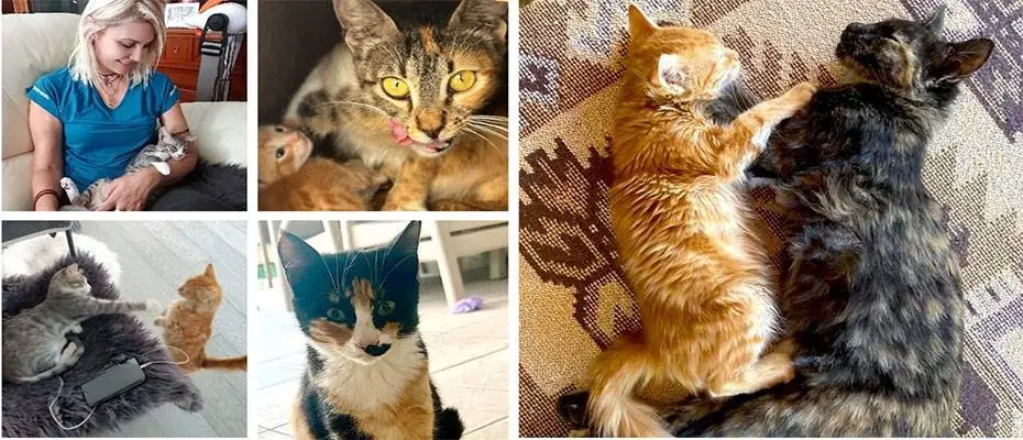 Tarihin Sayfalarında İnsanlar ve Kediler