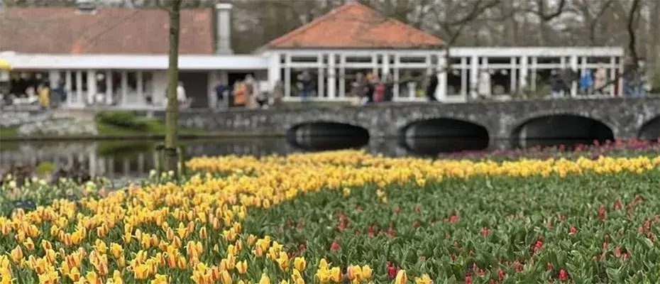 Hollanda'da dünyanın en büyük lale bahçelerinden Keukenhof, 75. kez ziyarete açıldı