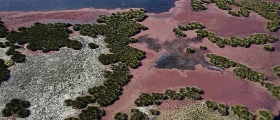 Kızıl eğrelti otları Kızılırmak Delta'sında su yüzeylerini kapladı