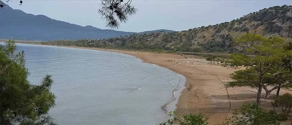 Muğla'daki İztuzu sahiline caretta carettalar yumurta bırakmaya başladı