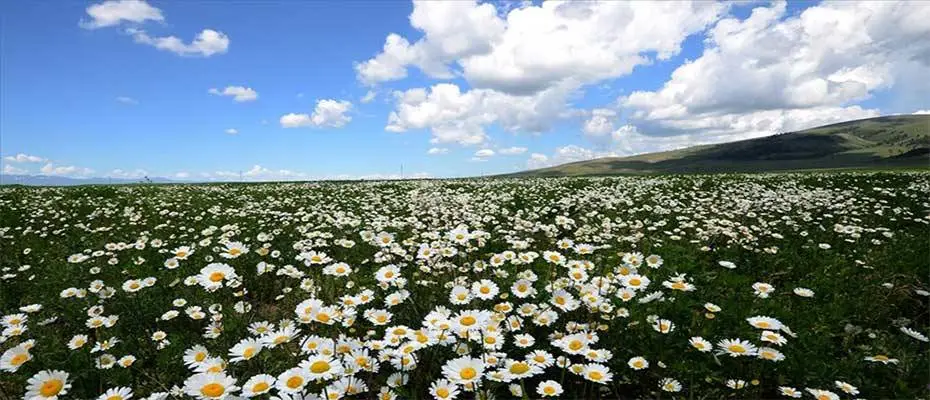 Papatyaların açtığı Sarıkamış'ın doğası fotoğraf tutkunlarını ağırlıyor