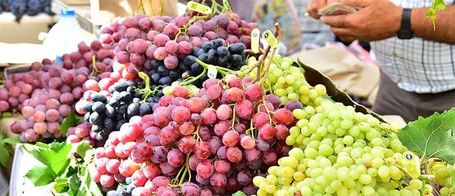 2600 Yıllık Gelenek: Urla Bağbozumu Şenlikleri