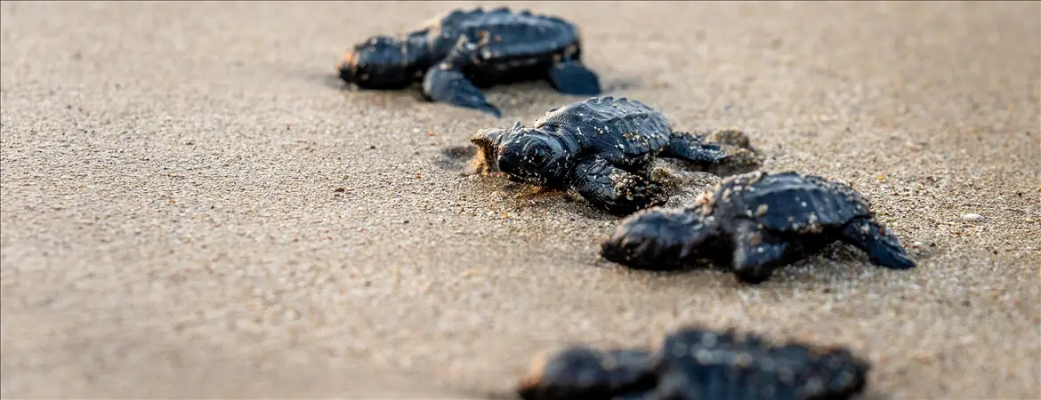 "Miner Turtle" projesiyle 100 bin yavru kaplumbağa denizle buluştu