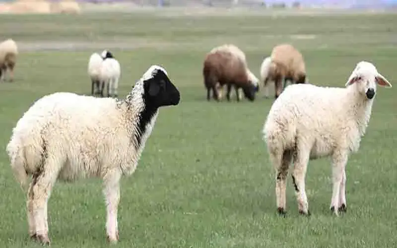 Almanya'da koyunlara ekmek verildi: 21 hayvan telef oldu, soruşturma başlatıldı