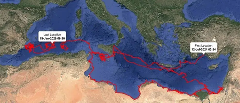 Uydudan izlenen caretta caretta ‘Gümüş’ 24 bin kilometrelik sıra dışı bir yolculuğa imza attı